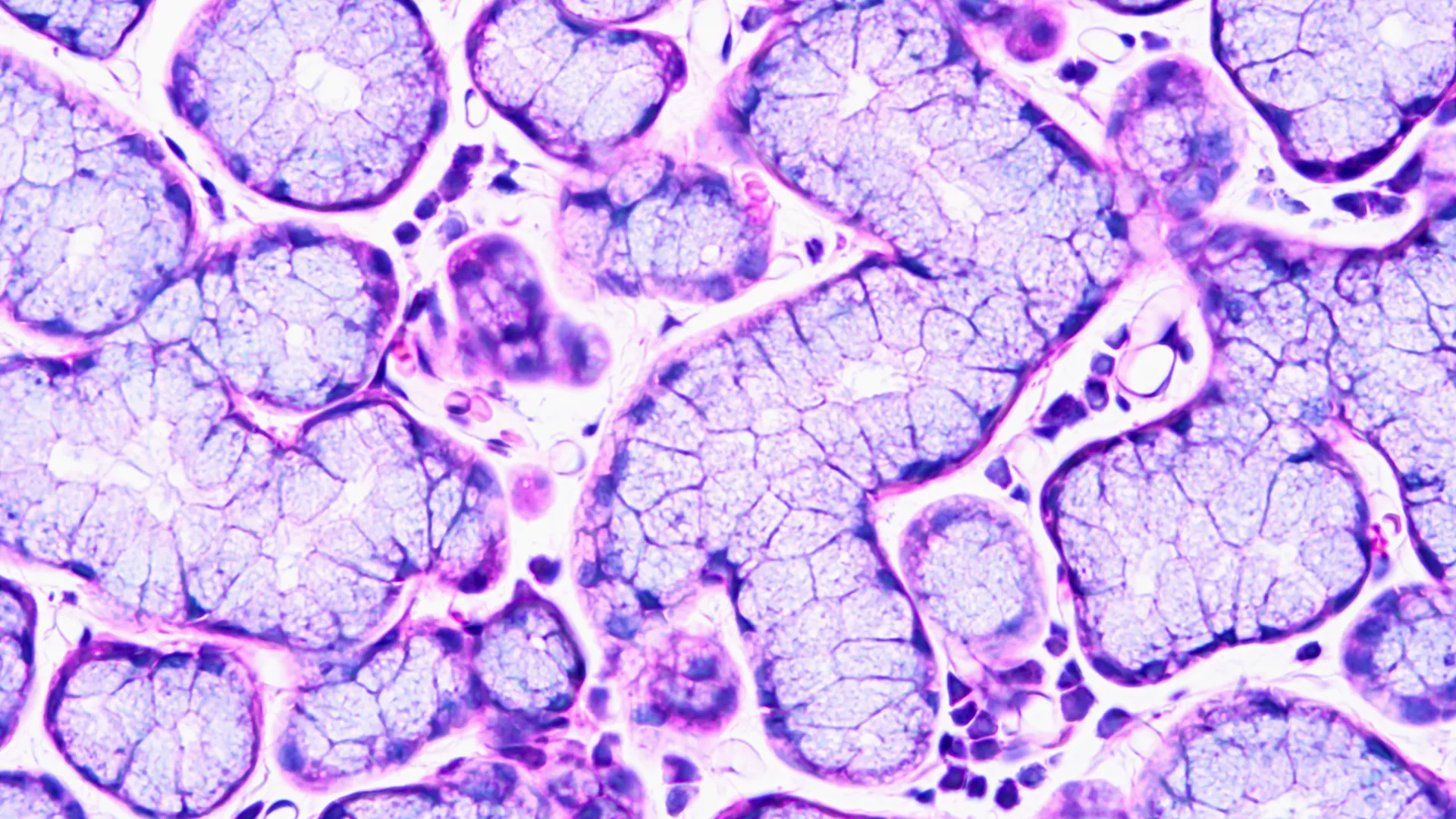 Image for Bridging smiles: AI-driven dental health awareness for the next gen—a systematic review