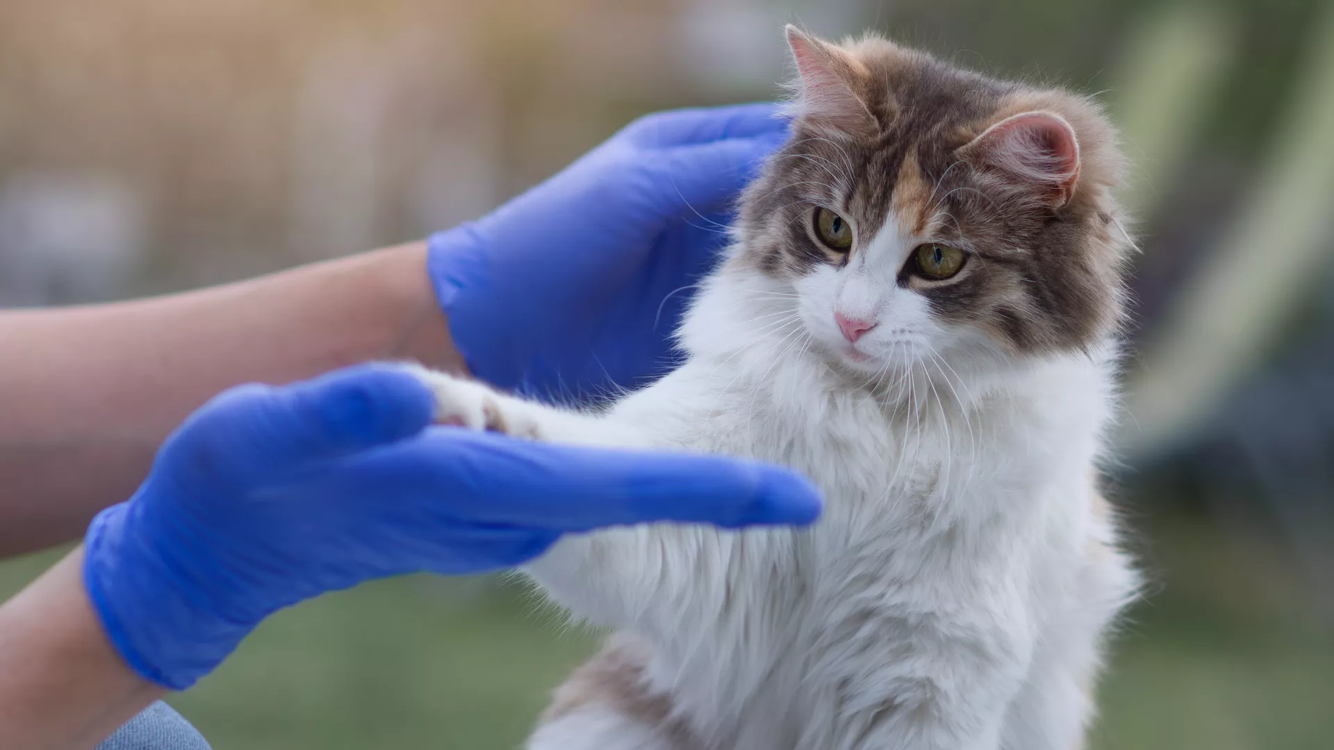 Image for Speech recognition tools for veterinary case learning: enhancing veterinary education with smartphone-based transcription and AI Summarization — a comparative study of workflow and usability